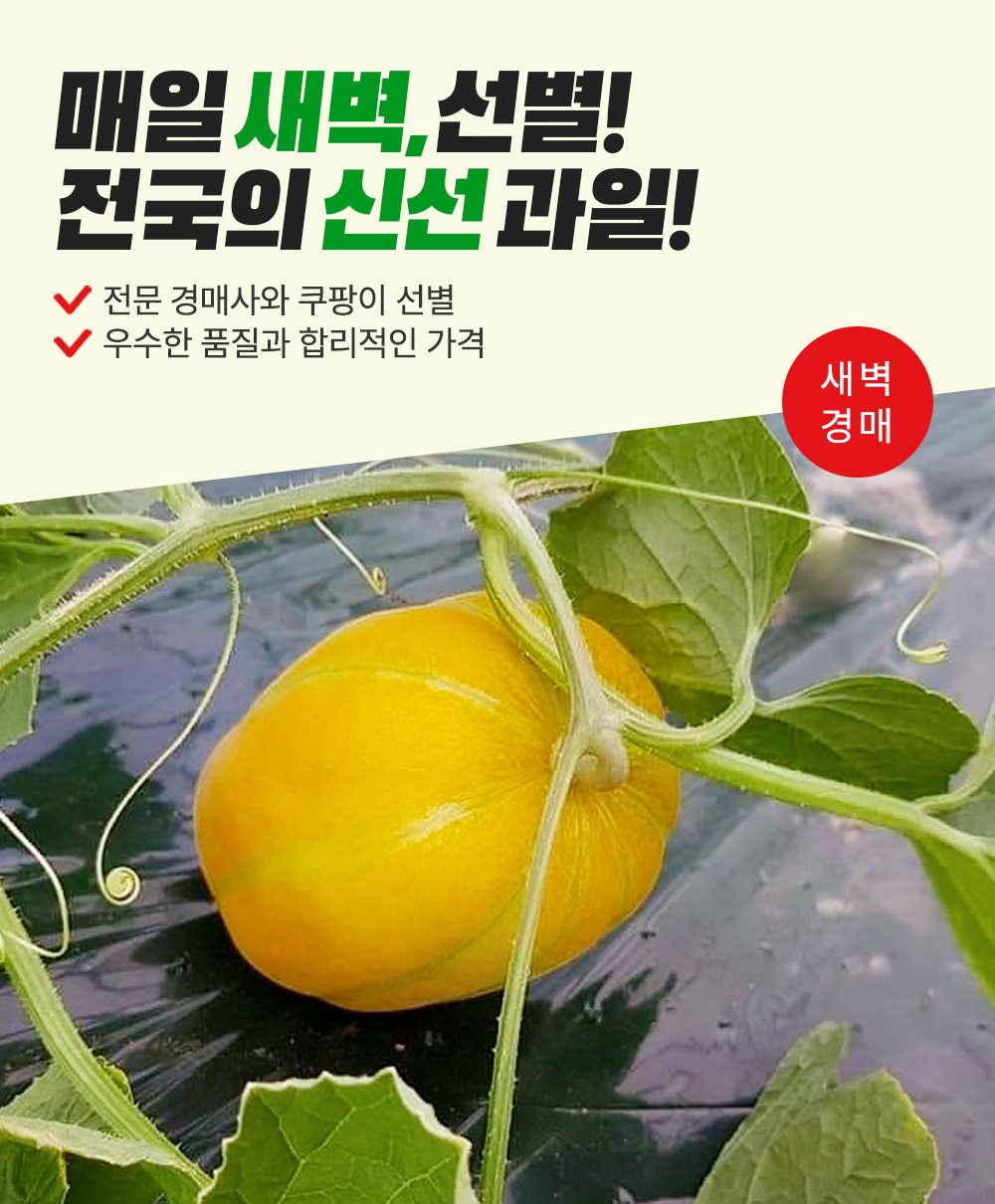 Saebyeokgyeong Sheets Seongju Mini Korean Melon , 1.5 kg(6~9 Pack ), 1 Pack (새벽경매 성주 미니참외, 1.5kg(6~9입), 1개)