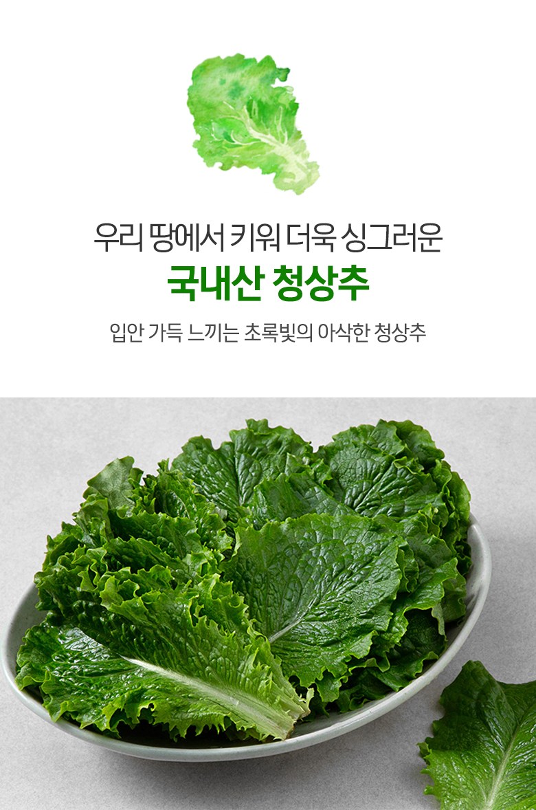 Domestic Green Lettuce (국내산 청상추)