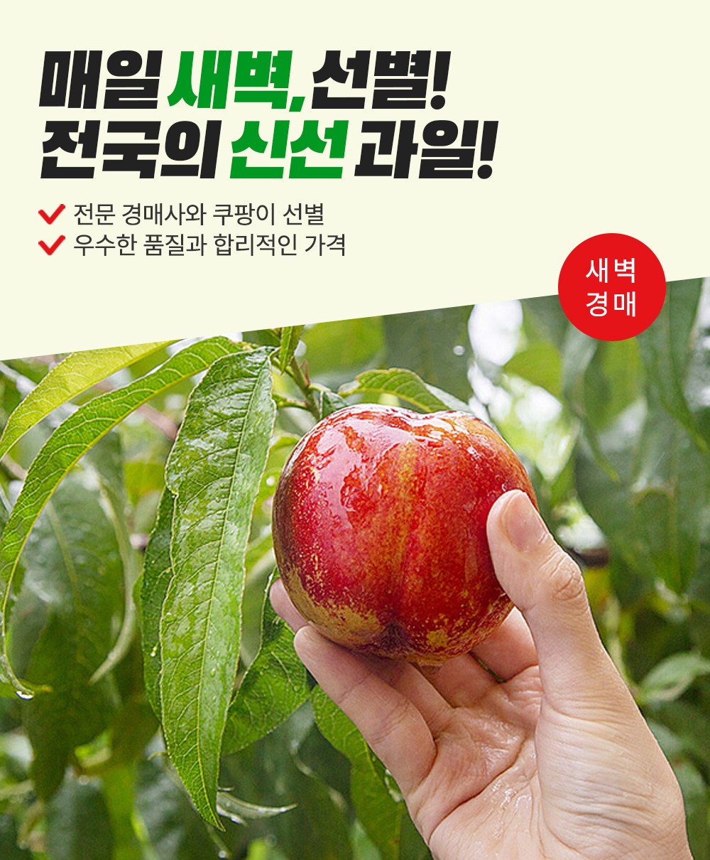 Saebyeokgyeong Sheets Jaka Tasty Hauseu Plum , 300 g(4~6 Pack ), 1 Pack (새벽경매 작아도 맛있는 하우스 자두, 300g(4~6입), 1팩)