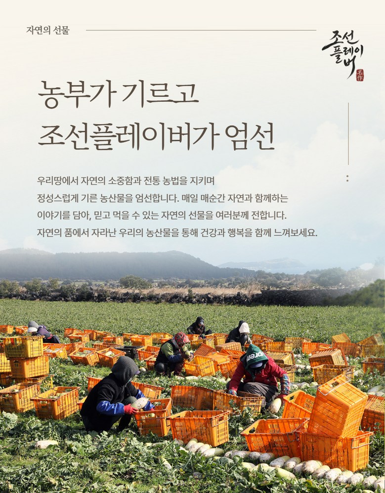 Domestic Mumalraeng Dal Big Jeju Dongmu Mumalraeng , 1 Pack , High Sweetness Mumalraeng 400 g ([국산 무말랭이] 달큰한 제주 월동무 무말랭이, 1개, 고당도 무말랭이 400g)