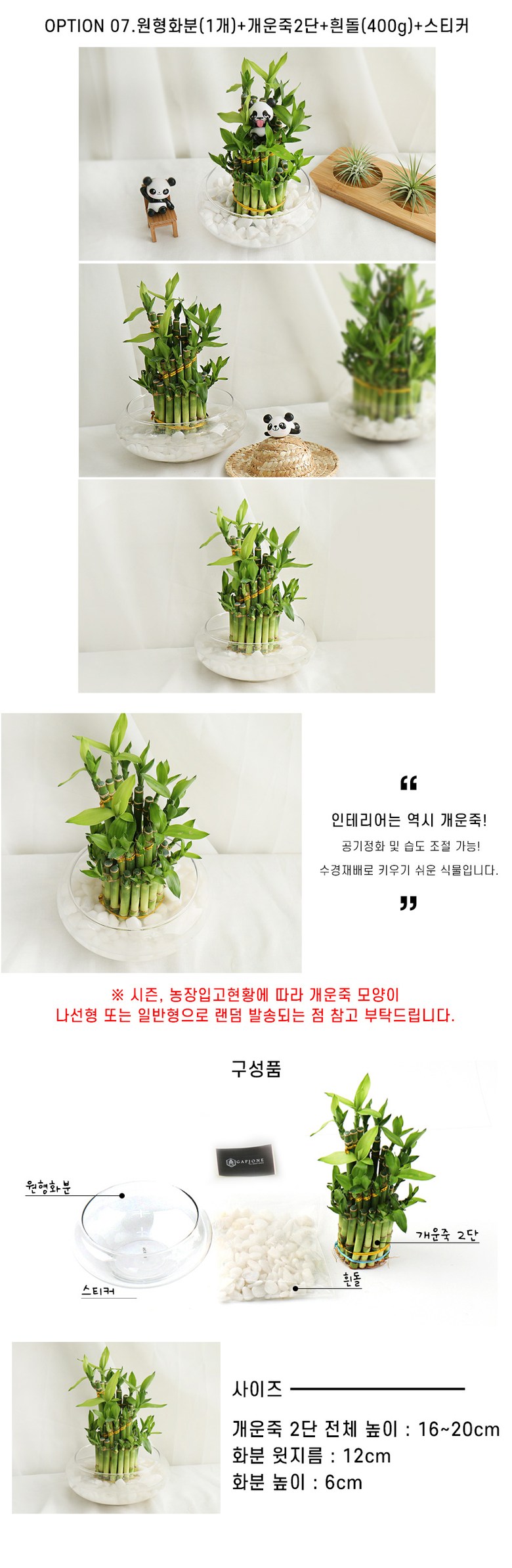 갑조네 공기정화식물 수경재배 실내인테리어 여름식물 개운죽 행운목 부레옥잠 물배추 - 석부작 | 쿠팡