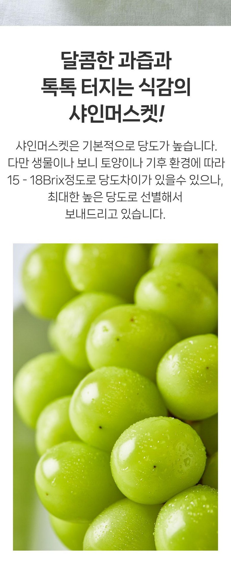 & Beu Mango Flavor Grape High Sweetness Sweetness Bo Sheets Jeongyong Seonmulyong 15 Beurikseusang Syainmeoseuket Seonmul Set 1 Box Syainmeoseuket (3-5 Song ) 2 kg, [ (앤브이 망고맛포도 고당도 당도보장 가정용 선물용 15브릭스이상 샤인머스켓 선물세트 1박스 샤인머스켓 (3-5송이) 2kg, [특]2kg 5수)