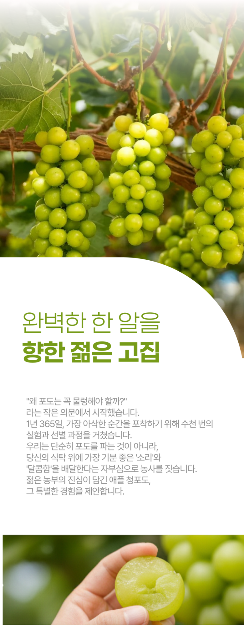 High Sweetness Aepeulcheong Grape Eoteomkeuriseupi Crunchy Dalkom Ssieops Otomkeuriseupi , 1 Pack , Dalkom Aepeulcheong Grape 500 G ([고당도] 애플청포도 어텀크리스피 아삭달콤 씨없는 오톰크리스피, 1개, 달콤 애플청포도 500G)