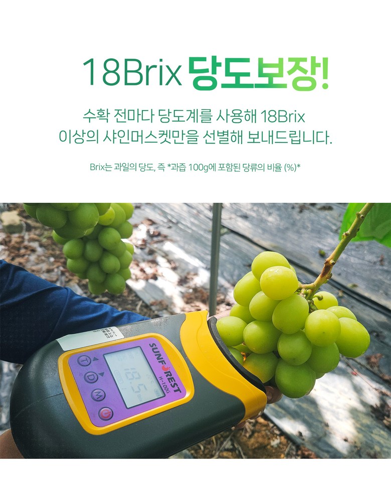Shine Muscat , 1 Box , 1 kg Sang (1~2 Su ) (샤인머스캣, 1박스, 1kg 상과(1~2수))