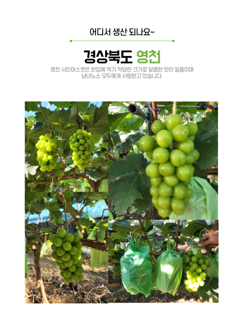 Gutpipeul Syainmeoseuket Syainmeoseuket Grape Sainmeoseuket Cheong Grape Grape Syain , 1 Box , Shine Muscat Ban 1 kg Naeoe (2-3 Song ) ([굿피플] 샤인머스켓 샤인머스켓포도 사인머스켓 청포도 포도 과일 샤인, 1박스, 샤인머스캣 일반 1kg내외(2-3송이))