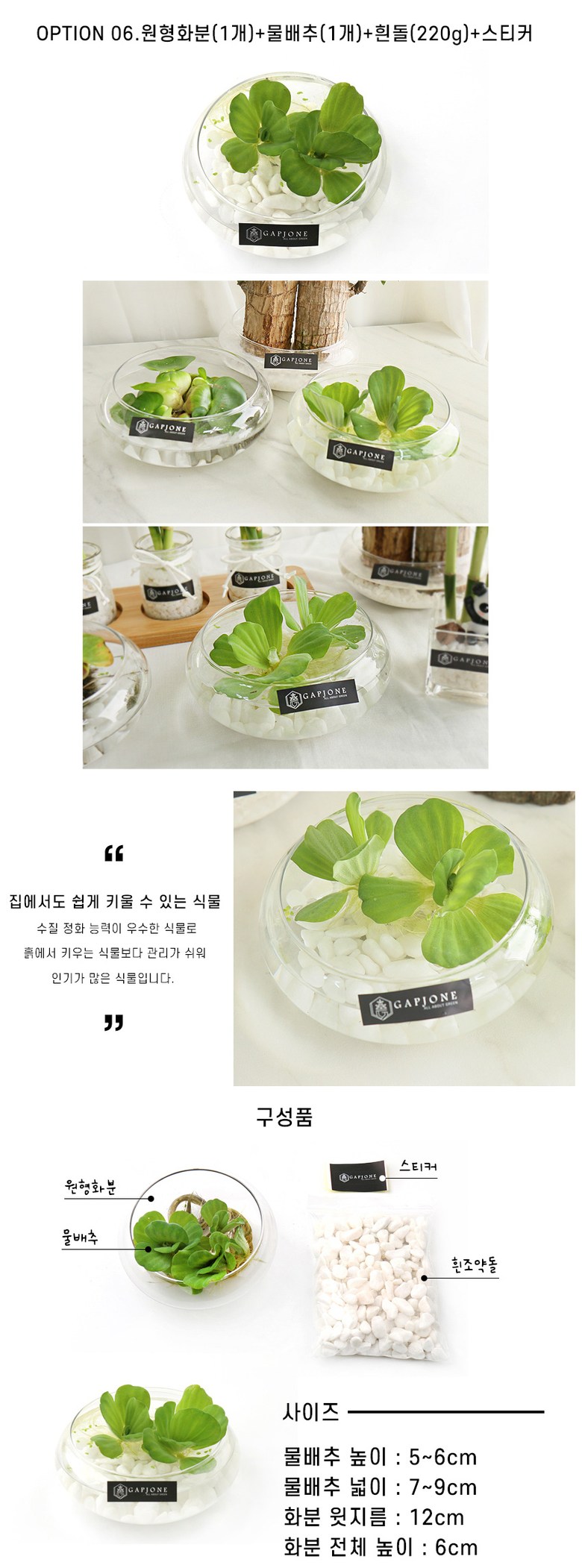 갑조네 공기정화식물 수경재배 실내인테리어 여름식물 개운죽 행운목 부레옥잠 물배추 - 석부작 | 쿠팡