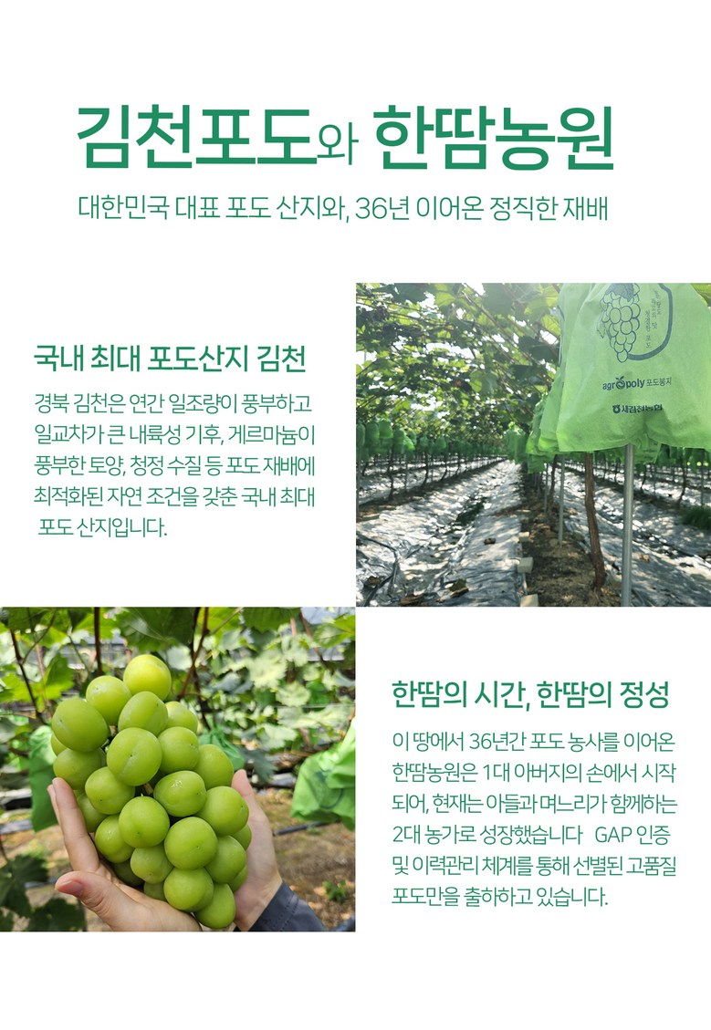 Shine Muscat , 1 Box , 1 kg Sang (1~2 Su ) (샤인머스캣, 1박스, 1kg 상과(1~2수))