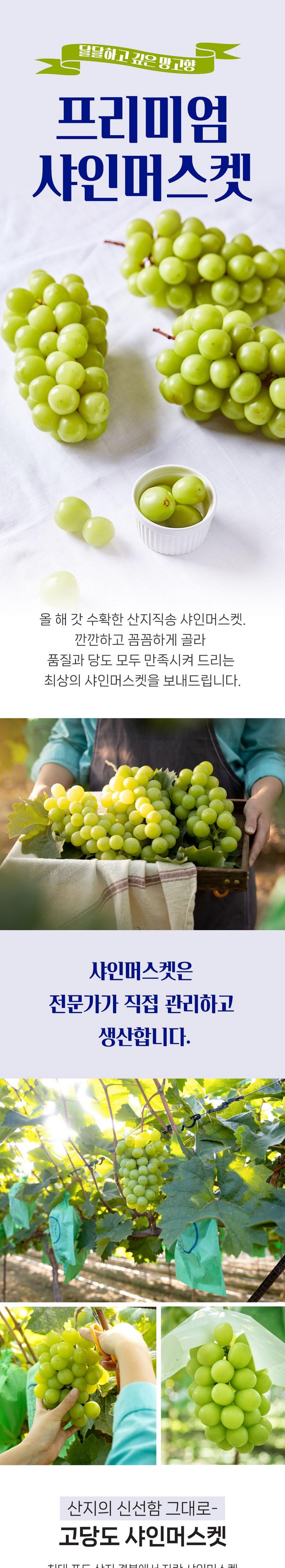 & Beu Mango Flavor Grape High Sweetness Sweetness Bo Sheets Jeongyong Seonmulyong 15 Beurikseusang Syainmeoseuket Seonmul Set 1 Box Syainmeoseuket (3-5 Song ) 2 kg, [ (앤브이 망고맛포도 고당도 당도보장 가정용 선물용 15브릭스이상 샤인머스켓 선물세트 1박스 샤인머스켓 (3-5송이) 2kg, [특]2kg 5수)