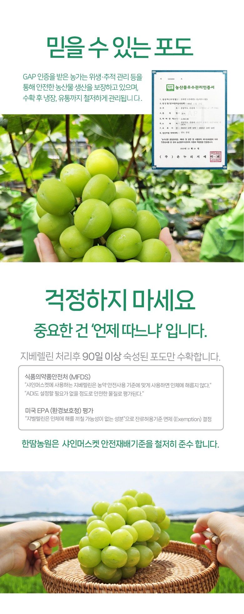 Shine Muscat , 1 Box , 1 kg Sang (1~2 Su ) (샤인머스캣, 1박스, 1kg 상과(1~2수))