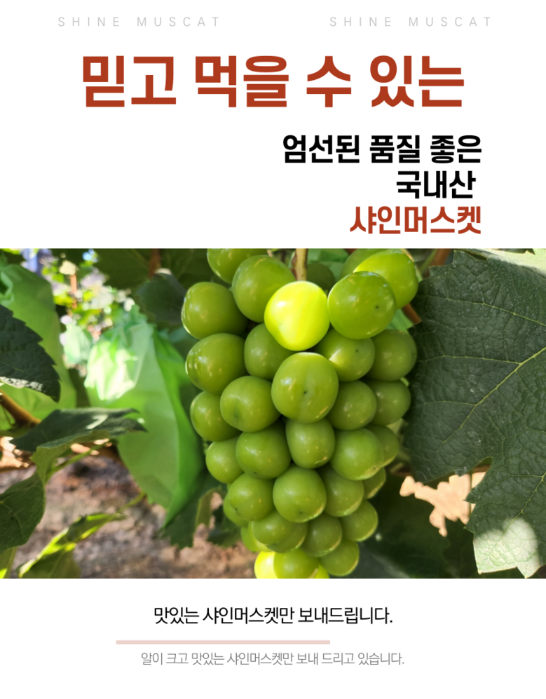 Gutpipeul Syainmeoseuket Syainmeoseuket Grape Sainmeoseuket Cheong Grape Grape Syain , 1 Box , Shine Muscat Ban 1 kg Naeoe (2-3 Song ) ([굿피플] 샤인머스켓 샤인머스켓포도 사인머스켓 청포도 포도 과일 샤인, 1박스, 샤인머스캣 일반 1kg내외(2-3송이))