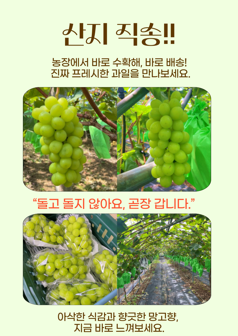 Pikpeuresi Domestic Ssieops Grape High Sweetness Shine Muscat 18 brix, 1 Box , 2 kg 3 Su ( Teukpum ) (픽프레시 국내산 씨없는포도 고당도 샤인머스캣 18brix, 1박스, 2kg 3수(특품))