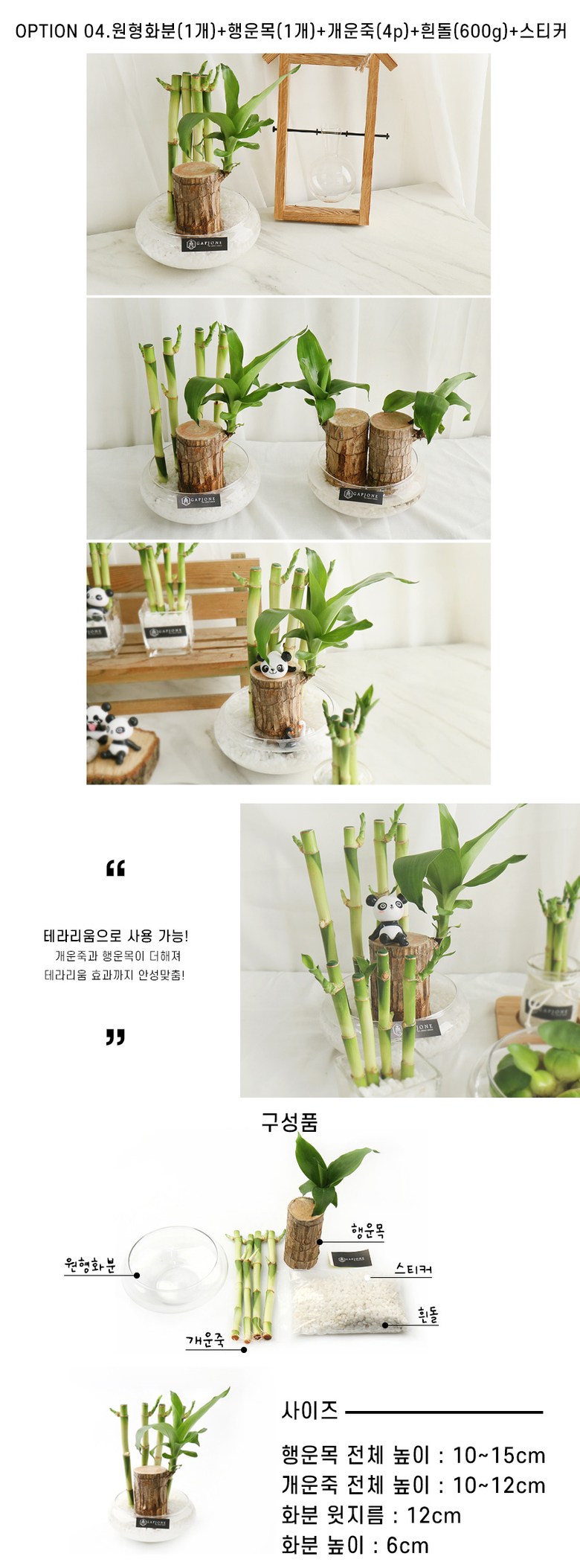 갑조네 공기정화식물 수경재배 실내인테리어 여름식물 개운죽 행운목 부레옥잠 물배추 - 석부작 | 쿠팡