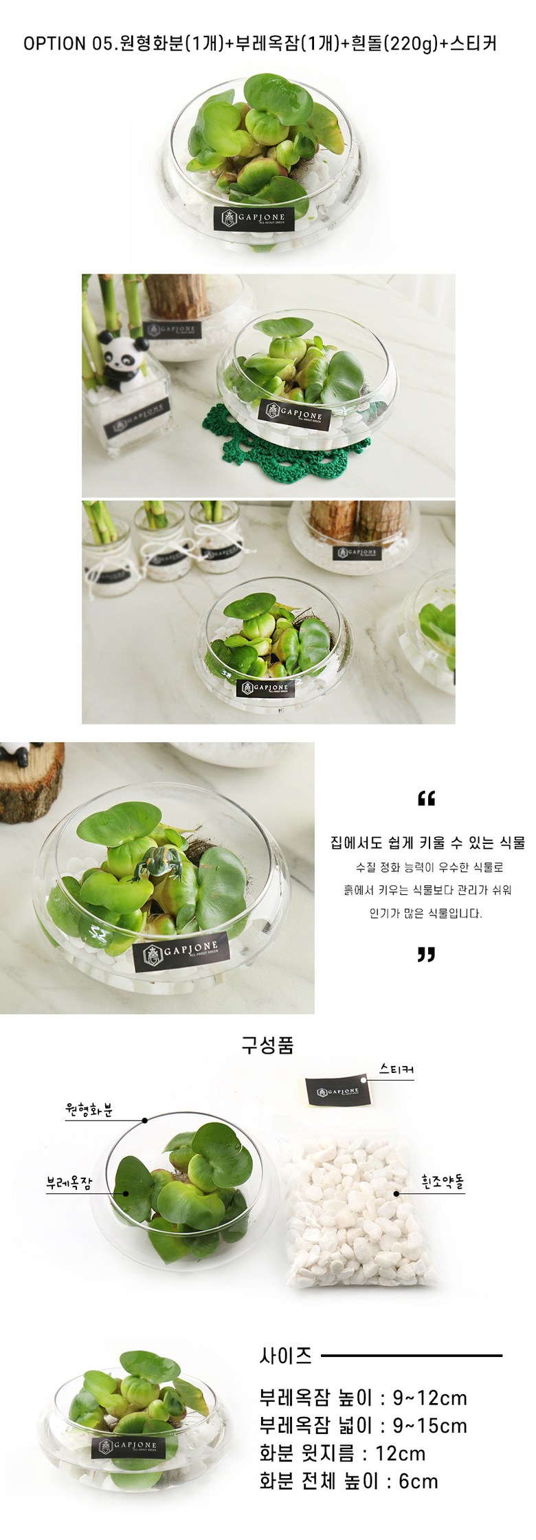 갑조네 공기정화식물 수경재배 실내인테리어 여름식물 개운죽 행운목 부레옥잠 물배추 - 석부작 | 쿠팡