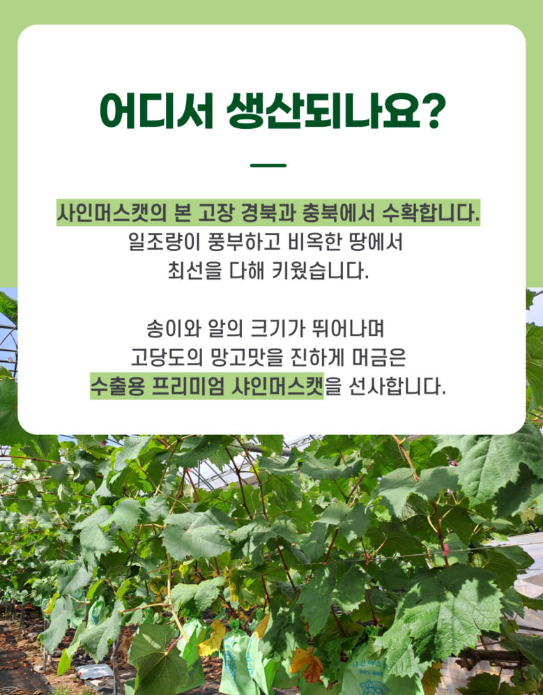Nong Sheets Jiksong Eokaepanjeon Package High Sweetness Shine Muscat (18 Beurikseucho ), 1 Box , Jeongyong ( Sang )1 kg (2 Song ) ([농장직송 에어캡안전포장] 고당도 프리미엄 샤인머스캣 (18브릭스초과), 1박스, 가정용(상)1kg (2송이))