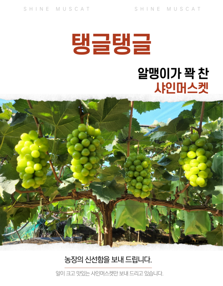 Gutpipeul Syainmeoseuket Syainmeoseuket Grape Sainmeoseuket Cheong Grape Grape Syain , 1 Box , Shine Muscat Ban 1 kg Naeoe (2-3 Song ) ([굿피플] 샤인머스켓 샤인머스켓포도 사인머스켓 청포도 포도 과일 샤인, 1박스, 샤인머스캣 일반 1kg내외(2-3송이))