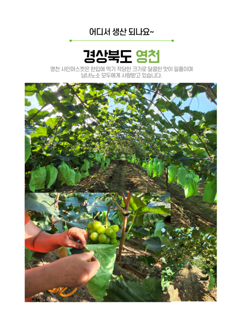Gutpipeul Syainmeoseuket Syainmeoseuket Grape Sainmeoseuket Cheong Grape Grape Syain , 1 Box , Shine Muscat Ban 1 kg Naeoe (2-3 Song ) ([굿피플] 샤인머스켓 샤인머스켓포도 사인머스켓 청포도 포도 과일 샤인, 1박스, 샤인머스캣 일반 1kg내외(2-3송이))