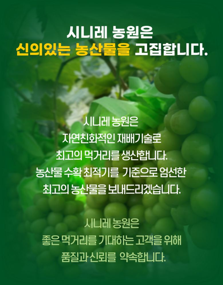 Nong Sheets Jiksong Eokaepanjeon Package High Sweetness Shine Muscat (18 Beurikseucho ), 1 Box , Jeongyong ( Sang )1 kg (2 Song ) ([농장직송 에어캡안전포장] 고당도 프리미엄 샤인머스캣 (18브릭스초과), 1박스, 가정용(상)1kg (2송이))