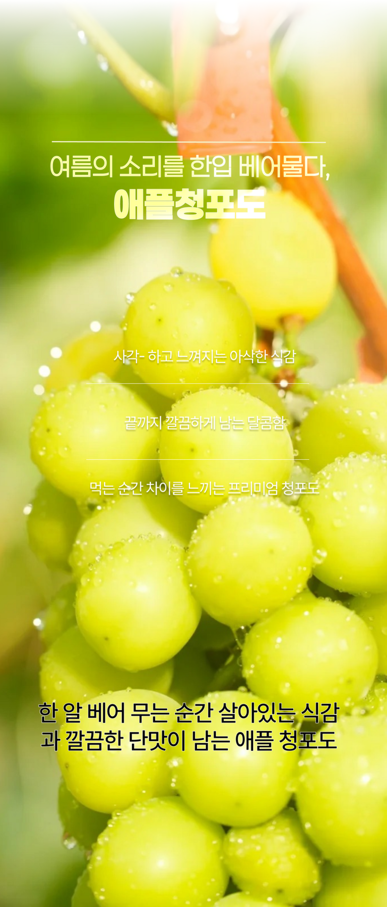 High Sweetness Aepeulcheong Grape Eoteomkeuriseupi Crunchy Dalkom Ssieops Otomkeuriseupi , 1 Pack , Dalkom Aepeulcheong Grape 500 G ([고당도] 애플청포도 어텀크리스피 아삭달콤 씨없는 오톰크리스피, 1개, 달콤 애플청포도 500G)