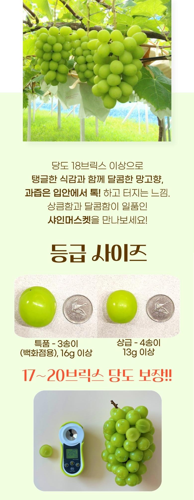 Pikpeuresi Domestic Ssieops Grape High Sweetness Shine Muscat 18 brix, 1 Box , 2 kg 3 Su ( Teukpum ) (픽프레시 국내산 씨없는포도 고당도 샤인머스캣 18brix, 1박스, 2kg 3수(특품))
