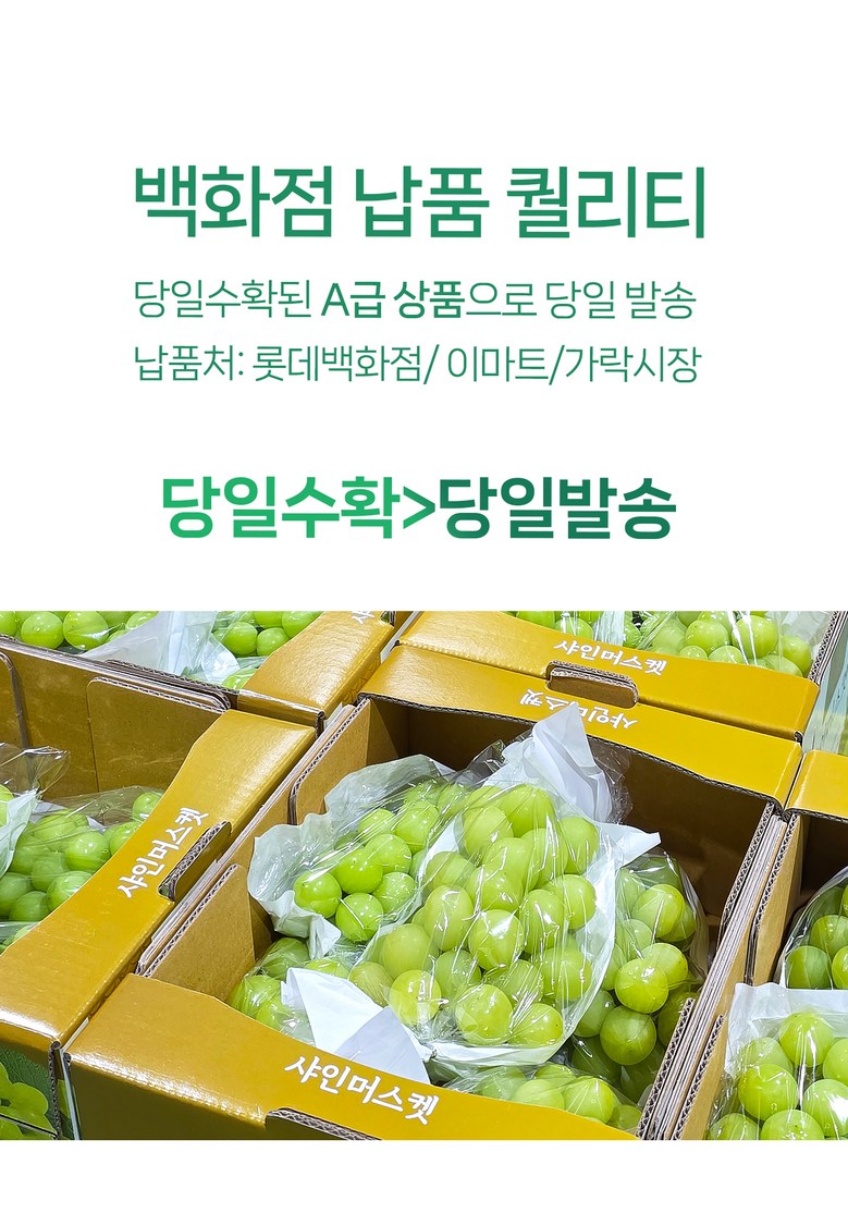 Shine Muscat , 1 Box , 1 kg Sang (1~2 Su ) (샤인머스캣, 1박스, 1kg 상과(1~2수))