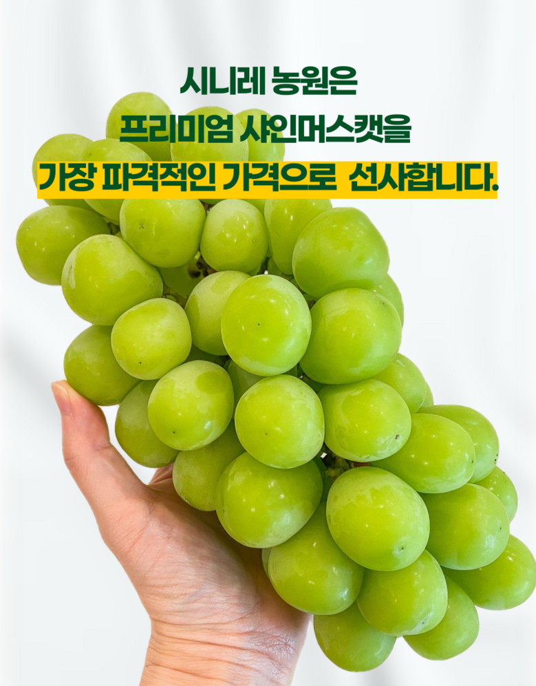 Nong Sheets Jiksong Eokaepanjeon Package High Sweetness Shine Muscat (18 Beurikseucho ), 1 Box , Jeongyong ( Sang )1 kg (2 Song ) ([농장직송 에어캡안전포장] 고당도 프리미엄 샤인머스캣 (18브릭스초과), 1박스, 가정용(상)1kg (2송이))