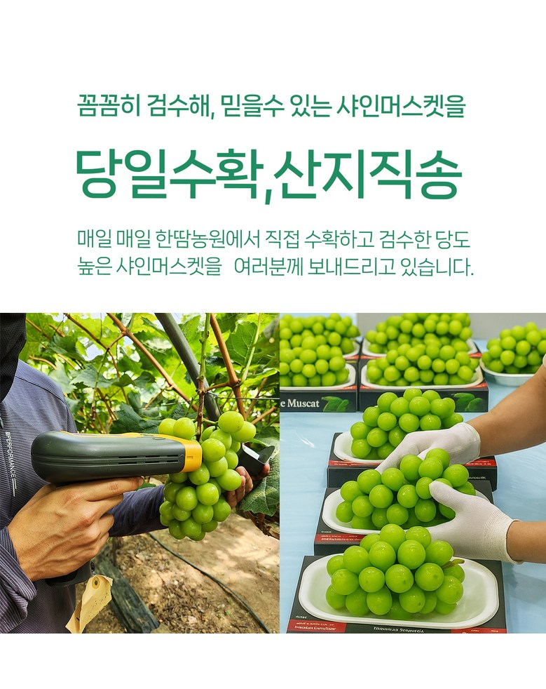 Shine Muscat , 1 Box , 1 kg Sang (1~2 Su ) (샤인머스캣, 1박스, 1kg 상과(1~2수))