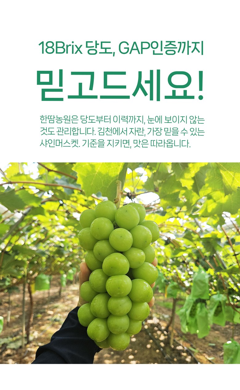 Shine Muscat , 1 Box , 1 kg Sang (1~2 Su ) (샤인머스캣, 1박스, 1kg 상과(1~2수))