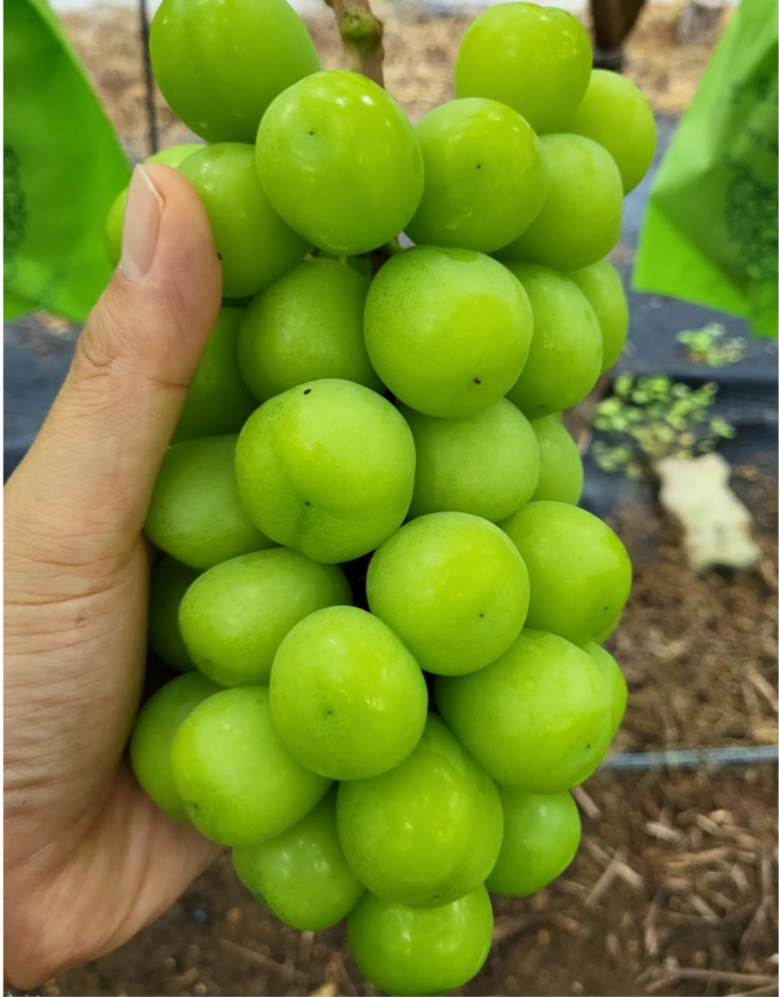 Nong Sheets Jiksong Eokaepanjeon Package High Sweetness Shine Muscat (18 Beurikseucho ), 1 Box , Jeongyong ( Sang )1 kg (2 Song ) ([농장직송 에어캡안전포장] 고당도 프리미엄 샤인머스캣 (18브릭스초과), 1박스, 가정용(상)1kg (2송이))