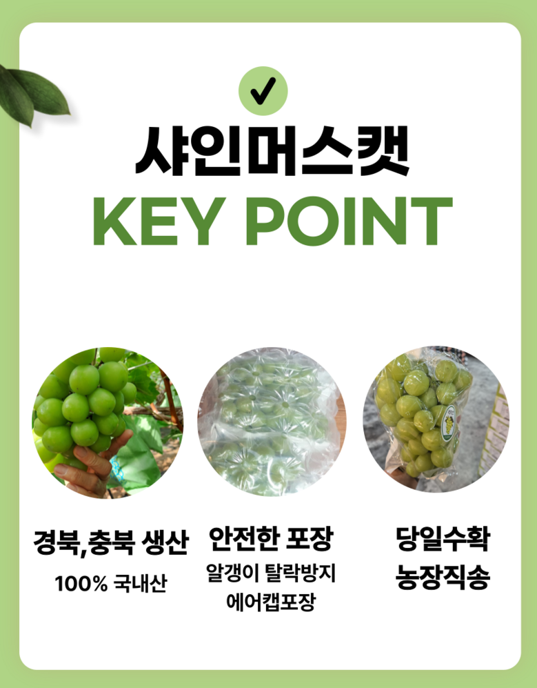 Nong Sheets Jiksong Eokaepanjeon Package High Sweetness Shine Muscat (18 Beurikseucho ), 1 Box , Jeongyong ( Sang )1 kg (2 Song ) ([농장직송 에어캡안전포장] 고당도 프리미엄 샤인머스캣 (18브릭스초과), 1박스, 가정용(상)1kg (2송이))