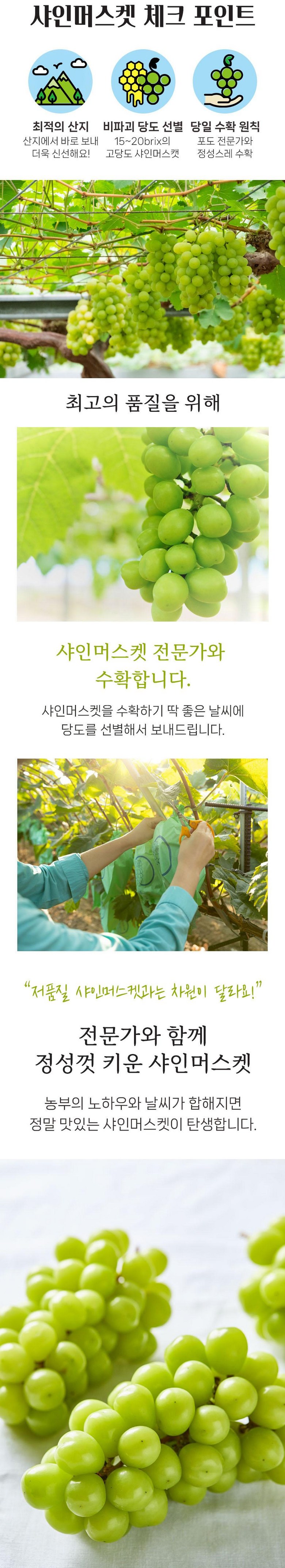 & Beu Mango Flavor Grape High Sweetness Sweetness Bo Sheets Jeongyong Seonmulyong 15 Beurikseusang Syainmeoseuket Seonmul Set 1 Box Syainmeoseuket (3-5 Song ) 2 kg, [ (앤브이 망고맛포도 고당도 당도보장 가정용 선물용 15브릭스이상 샤인머스켓 선물세트 1박스 샤인머스켓 (3-5송이) 2kg, [특]2kg 5수)
