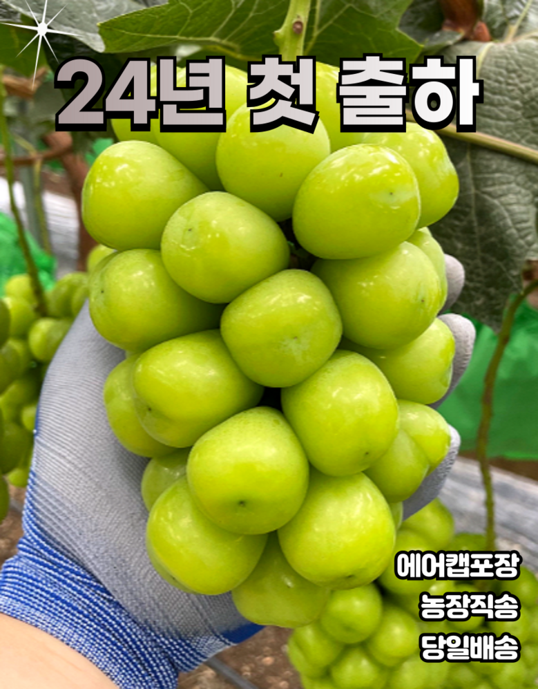 Nong Sheets Jiksong Eokaepanjeon Package High Sweetness Shine Muscat (18 Beurikseucho ), 1 Box , Jeongyong ( Sang )1 kg (2 Song ) ([농장직송 에어캡안전포장] 고당도 프리미엄 샤인머스캣 (18브릭스초과), 1박스, 가정용(상)1kg (2송이))