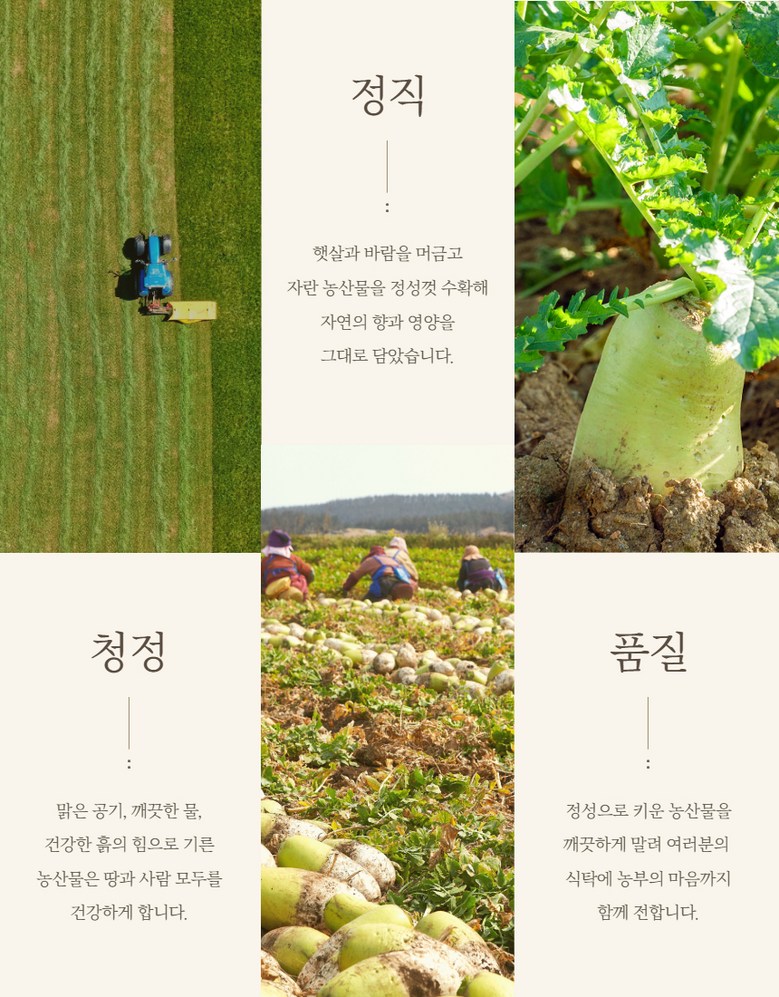 Domestic Mumalraeng Dal Big Jeju Dongmu Mumalraeng , 1 Pack , High Sweetness Mumalraeng 400 g ([국산 무말랭이] 달큰한 제주 월동무 무말랭이, 1개, 고당도 무말랭이 400g)